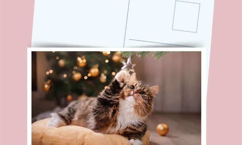 postkort med katt